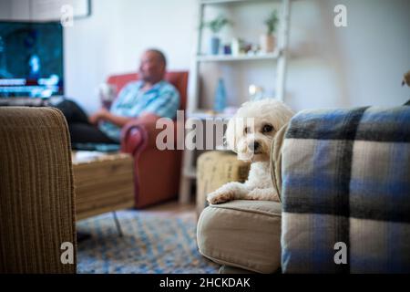 Hund sitzt auf dem Sofa mit Besitzer im Hintergrund verschwommen Stockfoto