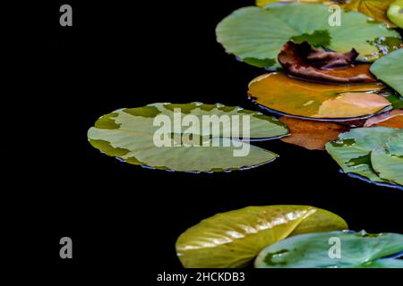 ÅNA-SIRA, NORWEGEN - SEPTEMBER 08. Gelbe Wasserblumen (Nuphar Lutea) Stockfoto