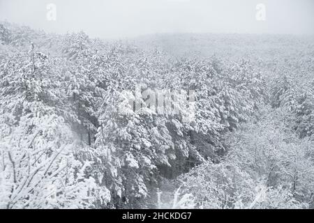 Kiefernwald Schnee Textur Draufsicht. Luftaufnahme eines schneebedeckten Nadelwaldes. Das Konzept der Winterstimmung, die Schönheit der Natur. Monochrome Länder Stockfoto