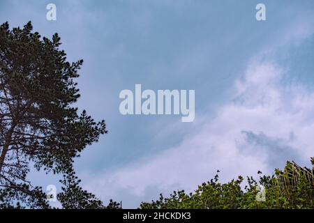 Baumzweige schossen aus dem niedrigen Winkel Stockfoto