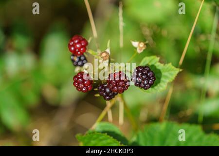 ÅNA-SIRA, NORWEGEN - SEPTEMBER 08. Eine Nahaufnahme von Brombeeren oder immergrünen Brombeeren oder Rubus laciniatus. Stockfoto