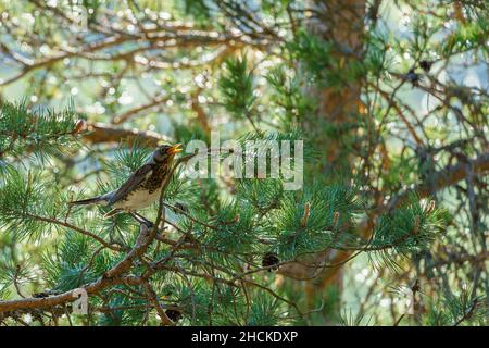 VALLDAL, NORWEGEN - 2020. MAI 30. Feldfare, Turdus pilaris, einzelner Vogel am Ast. Stockfoto