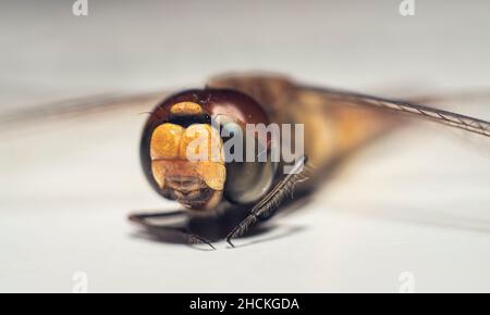 Makroaufnahme, extreme Nahaufnahme der Augen und das Gesicht einer toten Fliege. Stockfoto