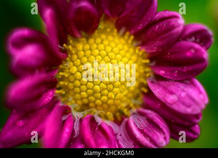 Chrysantheme 'bodeka' eintypige Makrofotografie mit Blüten in Nahaufnahme. Die schöne Struktur des goldgelben Blütenkopfes und der purpurnen Blütenblätter sind sehr schön Stockfoto
