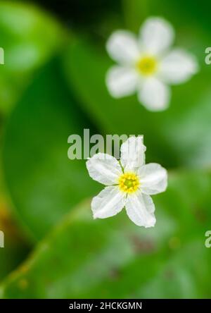 Nymphoides Blumen im Teich Nahaufnahme Makro-Ansicht von oben Foto. Stockfoto