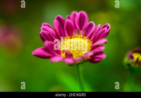 Wunderschöne Makrofotografie mit Chrysanthemum-Blüten in Nahaufnahme. Die schöne Struktur des goldgelben Blütenkopfes und der violetten Blütenblätter um ihn herum. De Stockfoto