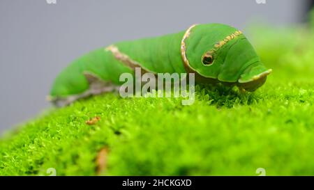 Nahaufnahme einer gewöhnlichen Mormonenlarve mit Makroaufnahmen von Tierporträts. Stockfoto