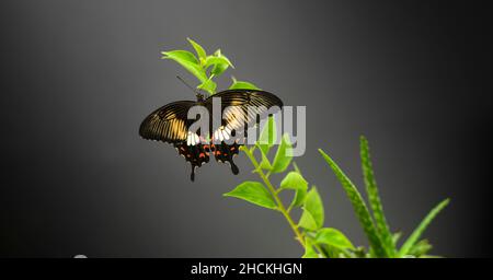 Der wunderschöne Schwalbenschwanzschmetterling schließt das Foto vor dem dunklen Hintergrund. Weiblicher gemeiner Mormonenschmetterling, der auf einem Ast thront und seinen ma verbreitet Stockfoto