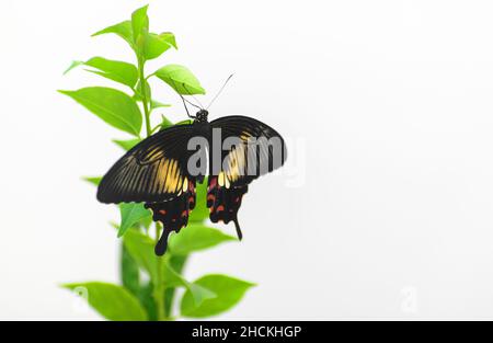 Schöner gemeiner Mormonenschmetterling, der auf einem Ast sitzt, weißer Hintergrund. Weibliche gewöhnliche Mormonenschmetterling Flügelspannenfoto. Stockfoto