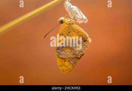 Gemeiner Leopardenschmetterling, der nach Abschluss der Metamorphose auftaucht. Ein wunderschöner Schmetterling hängt auf dem leeren Chrysalis-Gehäuse ein Nahaufnahme-Makrofotog Stockfoto