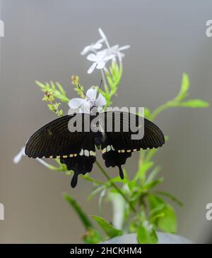 Männlicher gemeiner Mormonenschmetterling, der auf einer Nahaufnahme eines weißen Blumenstrauchs sitzt. Schöner schwarzer Schwalbenschwanzschmetterling und seine Flügelspannweite. Stockfoto