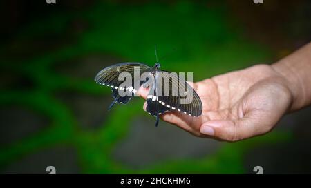 Ein Schmetterling sitzt aus nächster Nähe auf der Hand einer Frau. Konzept von Zerbrechlichkeit und Harmonie der Natur. Schöner schwarzer männlicher gemeiner Mormonenschmetterling. Stockfoto