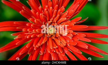 Babandesiya Blume Nahaufnahme Makro-Aufnahme von oben, Bokeh Hintergrund. Stockfoto