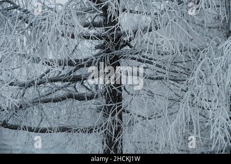 Lärche verzweigt sich im gefrorenen Frost Stockfoto