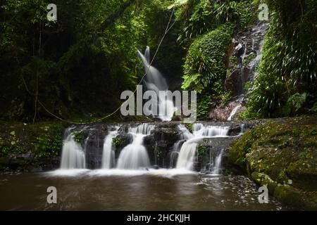 Wasserfall in einem üppigen Regenwald, Elabana Falls, Lamington National Park Stockfoto