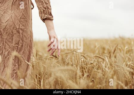 Hand der Bauer betraf die Reifung der Weizenohren im Frühsommer sonnigen Tag Stockfoto