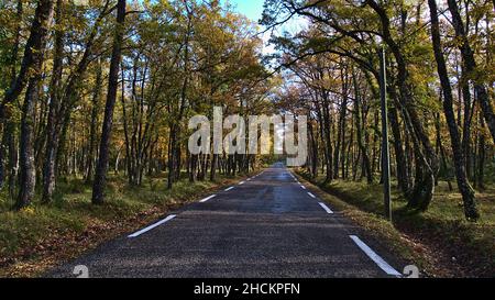 Blick auf die Landstraße D95 umgeben von bunten Eichen im Naturschutzgebiet Parc Naturel Regional de la Sainte-Baume in der Provence, Frankreich. Stockfoto