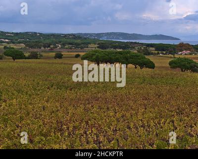 Schöner Blick über die Weinberge im Herbst mit bunten Blättern und grünen Bäumen dazwischen in der Nähe von Ramatuelle an der französischen Riviera in der Nähe der Küste. Stockfoto