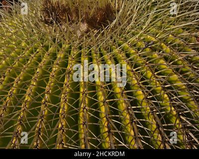 Schöne Nahaufnahme eines goldenen Fasskaktus (auch Goldkugel, Echinocactus grusonii) mit gelber Oberfläche und scharfen Stacheln in einem Garten. Stockfoto