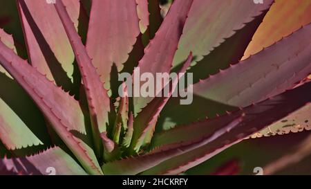 Nahaufnahme einer schönen Aloe-Pflanze (Aloe cameronii) mit grünen und roten Blättern mit kleinen Dornen an sonnigen Tagen in einem Garten an der französischen Riviera. Stockfoto