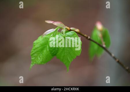 Tilia cordata, bekannt als kleinblättrige Lime, kleinblättrige Linden oder kleinblättrige Linden, frische Blätter im Frühjahr Stockfoto