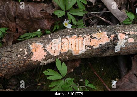 Peniophora incarnata, bekannt als die rosige Kruste, wilder Pilz aus Finnland Stockfoto