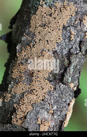 Merismodes anomala, ein kleiner schalenförmiger Cyphelloidpilz aus Finnland, der keinen gemeinsamen englischen Namen hat Stockfoto