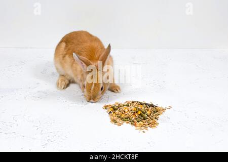 Rotschopf-Ingwerkaninchen sitzt neben dem Essen auf weißem Hintergrund. Platz für eine Inschrift. Stockfoto