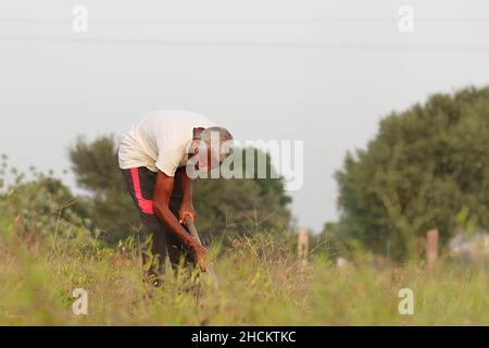 Nahaufnahme eines älteren indischen Bauern, der mit Hilfe einer Schaufel mit weißem Weste-Kleid und schwarzer Farbe das Gras auf dem Feld schneidet Stockfoto