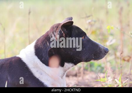Nahaufnahme eines Haushundes mit schwarzem und weißem Hals Stockfoto