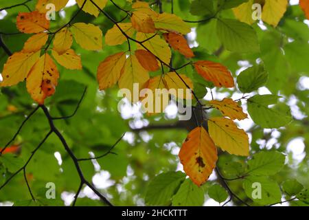 Nahaufnahme von Buchenbaum Laub im Herbst, County Durham, England, UK. Stockfoto
