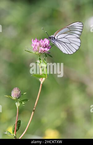 Schwarzaderweiß, Aporia crataegi, ein schöner Schmetterling aus Finnland, der sich auf dem Feld fressend, Knautia arvensis, ernährt Stockfoto