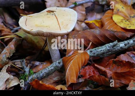 Pilze wachsen auf einem Waldboden mit abgestorbenen Blättern und Zweigen. Hamsterley Forest, County Durham. VEREINIGTES KÖNIGREICH. Stockfoto