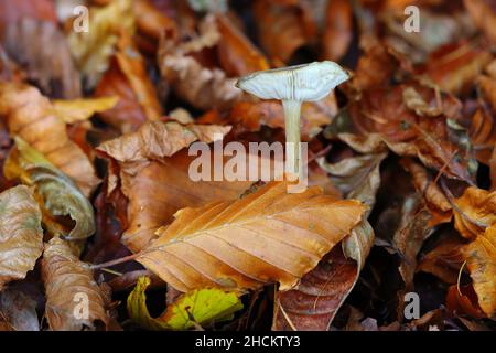 Pilze wachsen auf einem Waldboden mit abgestorbenen Blättern. Hamsterley Forest, County Durham. VEREINIGTES KÖNIGREICH. Stockfoto