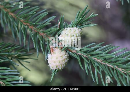 Adelges laricis, bekannt als blass Fichtengall adelgid, eine Pflanze, die auf der europäischen Fichte, Picea abies, Parasitengallen bildet Stockfoto