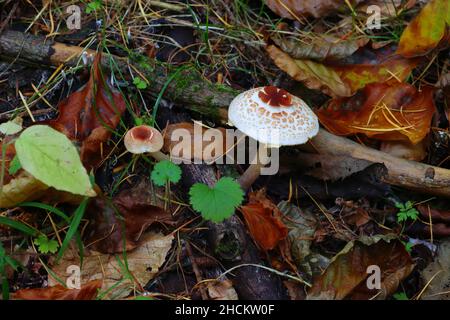 Pilze mit Muster auf der Oberseite wachsen auf einem Waldboden mit abgestorbenen Blättern. Hamsterley Forest, County Durham. VEREINIGTES KÖNIGREICH. Stockfoto