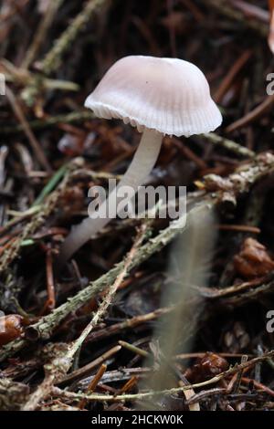 Pilze wachsen auf einem Waldboden mit abgestorbenen Blättern. Hamsterley Forest, County Durham. VEREINIGTES KÖNIGREICH. Stockfoto