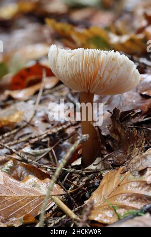 Pilze wachsen auf einem Waldboden mit abgestorbenen Blättern. Hamsterley Forest, County Durham. VEREINIGTES KÖNIGREICH. Stockfoto