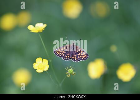 Heide Fritillary, Melitaea athalia, Schmetterling aus Finnland Stockfoto