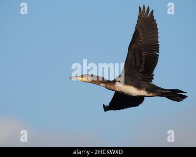 Juvenile Kormorane haben blasse Unterbauch, Erwachsene sind im Grunde alle dunkel. Diese Kormorane verwenden ein Holz, um zu verrosten, bevor sie zum Füttern in lokale Gewässer fliegen. Stockfoto