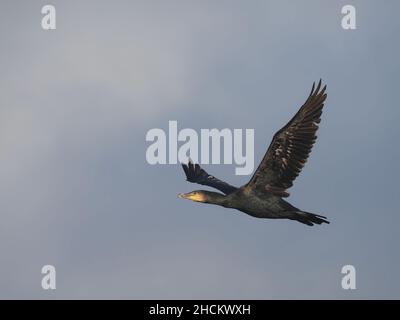 Juvenile Kormorane haben blasse Unterbauch, Erwachsene sind im Grunde alle dunkel. Diese Kormorane verwenden ein Holz, um zu verrosten, bevor sie zum Füttern in lokale Gewässer fliegen. Stockfoto