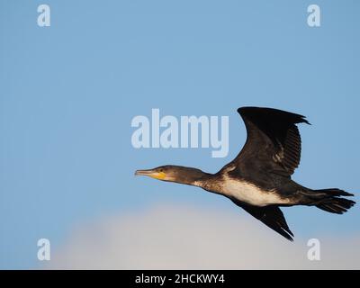 Juvenile Kormorane haben blasse Unterbauch, Erwachsene sind im Grunde alle dunkel. Diese Kormorane verwenden ein Holz, um zu verrosten, bevor sie zum Füttern in lokale Gewässer fliegen. Stockfoto