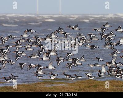 Oyster-Catcher verlieren ihre Futterplätze bei den höchsten Gezeiten an den Flussmündungen von Mersey und Dee, da sie bis zur Abseilung der Gezeiten weitere Standorte finden müssen. Stockfoto