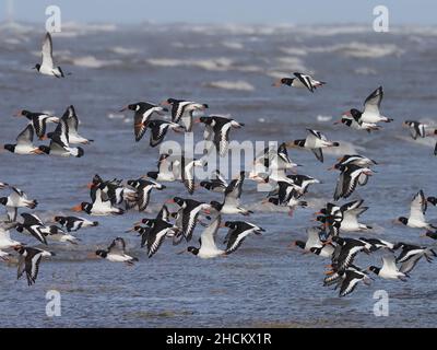 Oyster-Catcher verlieren ihre Futterplätze bei den höchsten Gezeiten an den Flussmündungen von Mersey und Dee, da sie bis zur Abseilung der Gezeiten weitere Standorte finden müssen. Stockfoto