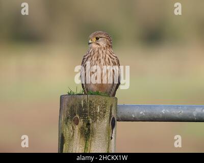 Turmfalken benutzen Pfosten, Drähte oder Bäume und schweben, um die kleinen Säugetiere zu beobachten, die sie jagen, die Mündung, die dieser Vogel auch jagt, liegt direkt hinter mir. Stockfoto