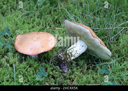 Suillus granulatus, bekannt als das Weinen bolete oder die granulierte bolete, wilde essbare Pilze aus Finnland Stockfoto