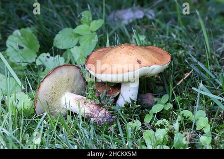 Suillus granulatus, bekannt als das Weinen bolete oder die granulierte bolete, wilde essbare Pilze aus Finnland Stockfoto