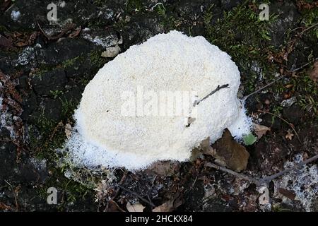 Fuligo septica var. Candida, wie Rührei Schleimpilze und Hund erbrechen Schleimpilze bekannt Stockfoto