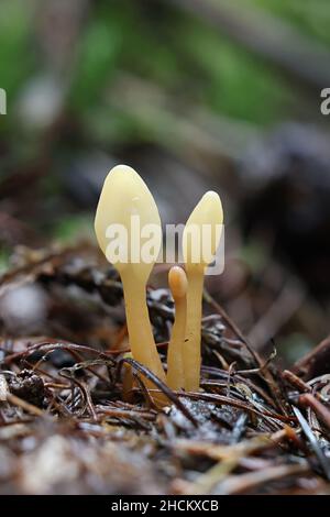 Spathularia flavida, allgemein bekannt als die gelbe Erdzunge, der gelbe Fächer oder der Feenfan. Wilder Pilz aus Finnland Stockfoto