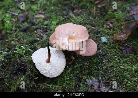 Mycetinis scorodonius, wie Vampire bane oder Knoblauch duftende Pilz bekannt, wilde essbarer Pilz aus Finnland Stockfoto